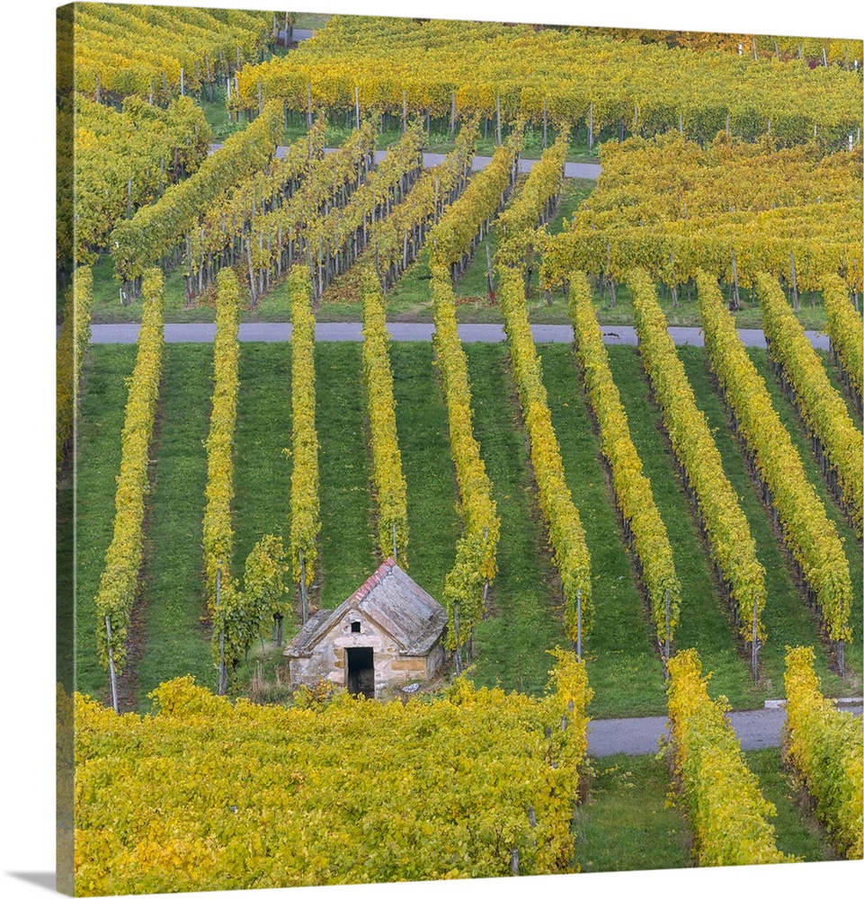 Vineyard Kappelberg, Herbst, Baden-Wurttemberg, Germany, Europe