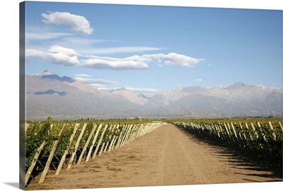 Vineyards and the Andes mountains in Lujan de Cuyo, Mendoza, Argentina
