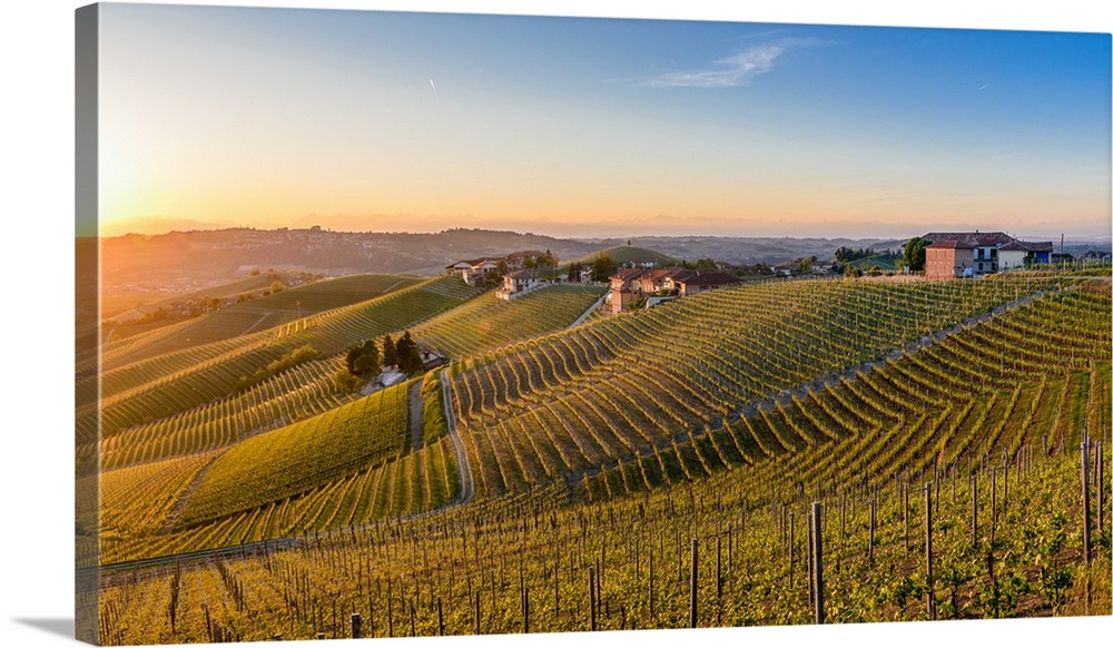 Vineyards at Barbaresco, Piedmont, Italy, Europe