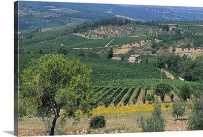 Vineyards, Chianti, Tuscany, Italy