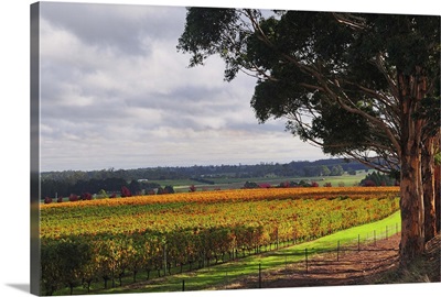 Vineyards, Manjimup, Western Australia, Australia, Pacific