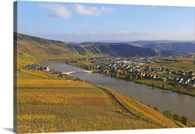 Vineyards near Piesport, Moselle Valley, Rhineland-Palatinate, Germany