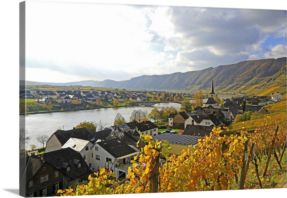 Vineyards near Piesport, Moselle Valley, Rhineland-Palatinate, Germany