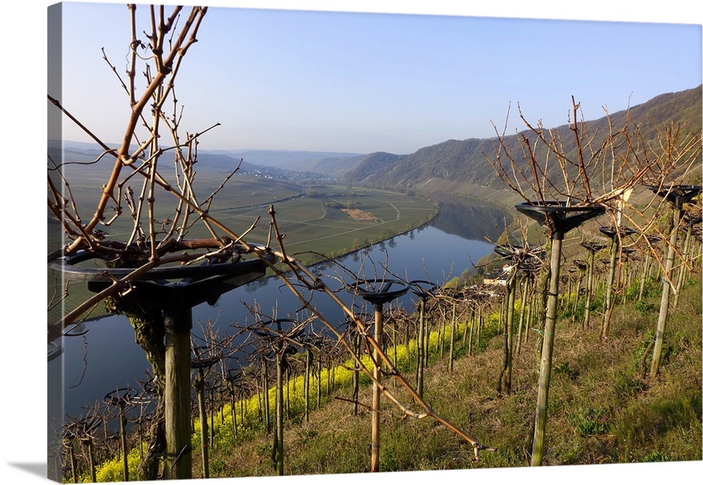 Vineyards near Piesport, Moselle Valley, Rhineland-Palatinate, Germany