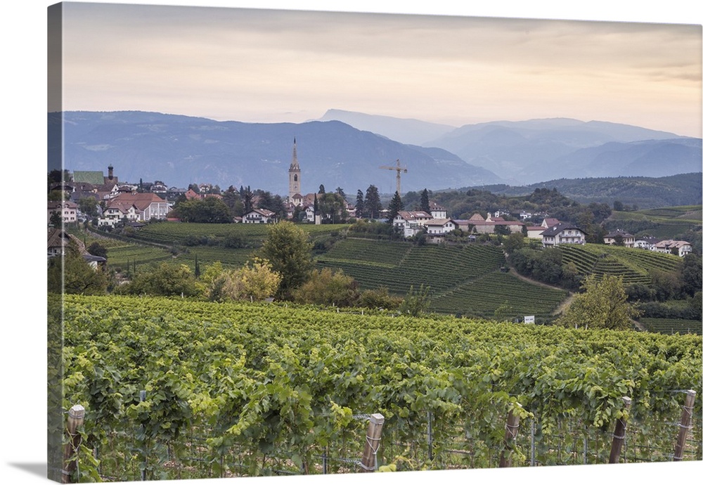 Vineyards near to Caldaro, South Tyrol, Italy, Europe