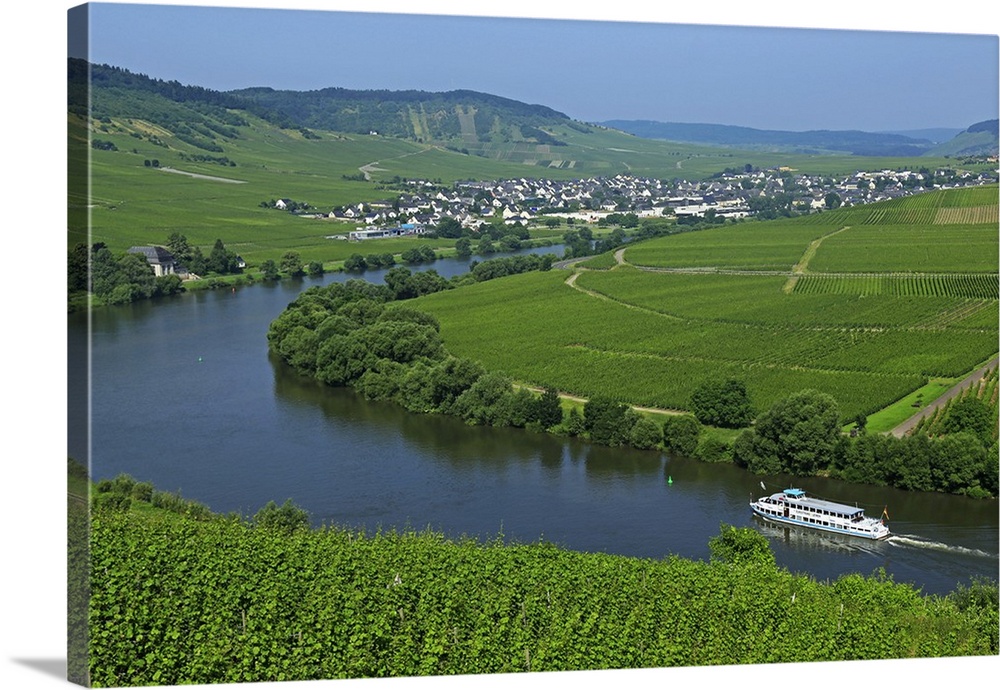 Vineyards near Trittenheim, Moselle Valley, Rhineland-Palatinate, Germany