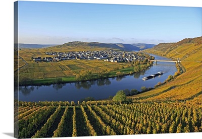 Vineyards near Trittenheim, Moselle Valley, Rhineland-Palatinate, Germany
