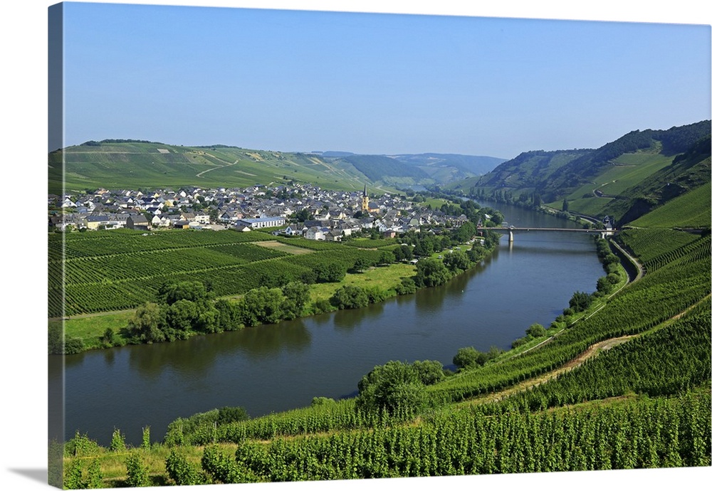 Vineyards near Trittenheim, Moselle Valley, Rhineland-Palatinate, Germany