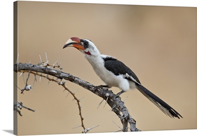 Von Der Decken's hornbill, male, Selous Game Reserve, Tanzania
