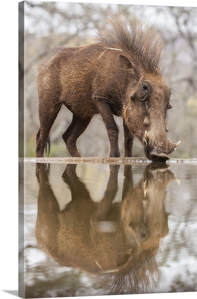 Warthog male (Phacochoerus africanus) drinking, Zimanga game reserve, KwaZulu-Natal, South Africa, Africa