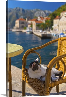 Waterside cafe and cat, Perast, Bay of Kotor, Montenegro