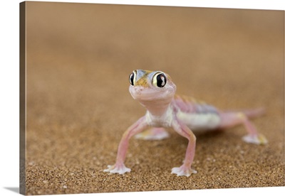 Webfooted gecko, Namib Desert, Namibia, Africa