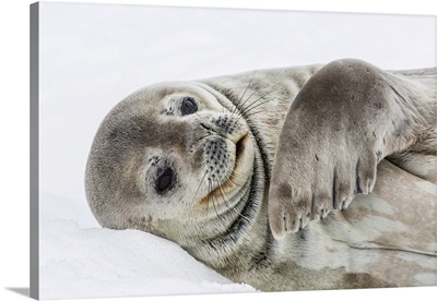 Weddell Seal Resting On Ice At Half Moon Island, South Shetland Island Group, Antarctica