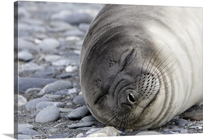 Weddell Seal, Salisbury Plain, South Georgia, Antarctic