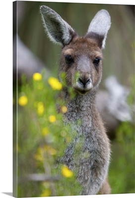 Western gray kangaroo Yanchep National Park, West Australia, Australia