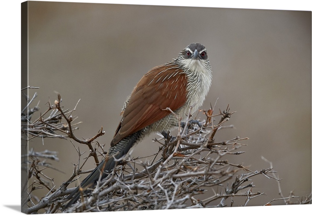 White-browed coucal, Selous Game Reserve, Tanzania