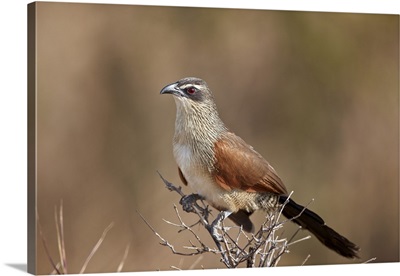 White-browed coucal, Selous Game Reserve, Tanzania