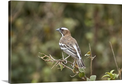 White-browed sparrow-weaver, Selous Game Reserve, Tanzania