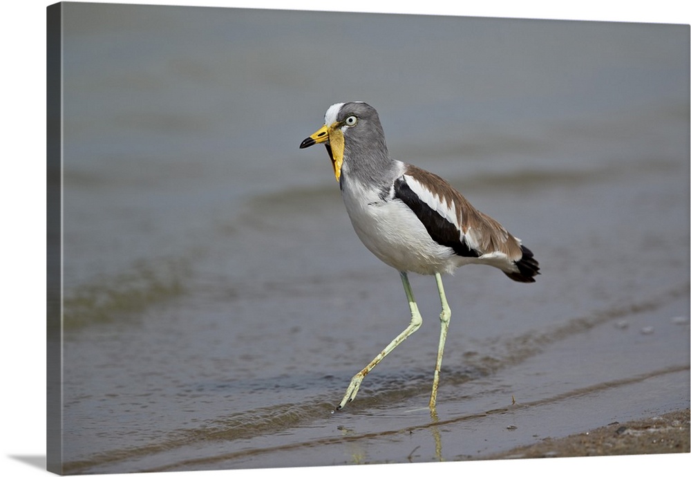 White-crowned lapwing, Selous Game Reserve, Tanzania