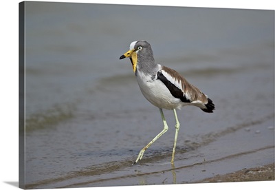 White-crowned lapwing, Selous Game Reserve, Tanzania