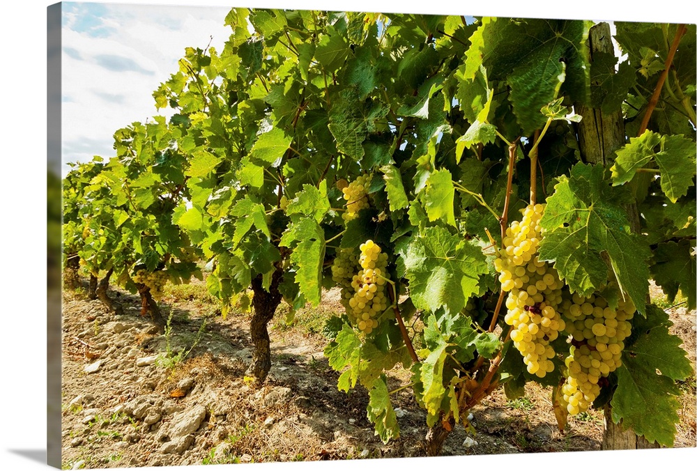 White grapes on a vine near the salt marshes of the island's north west coast, Le Gillieux, Ile de Re, Charente-Maritime, ...