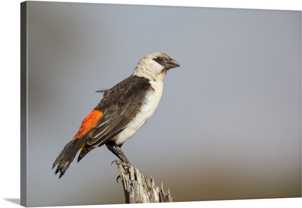 White-headed buffalo weaver, Serengeti National Park, Tanzania