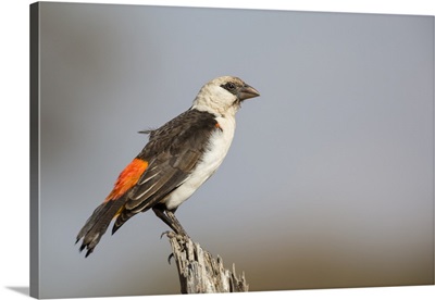 White-headed buffalo weaver, Serengeti National Park, Tanzania