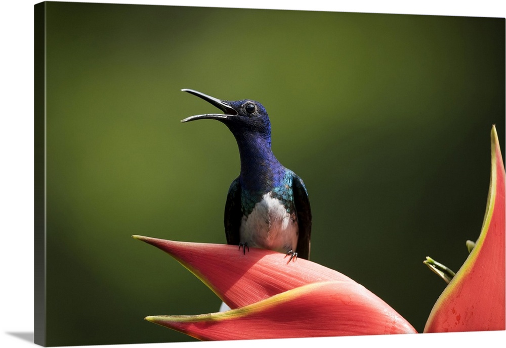 White-necked Jacobin Male Hummingbird, Lowland rainforest, Sarapiqui, Costa Rica, Central America