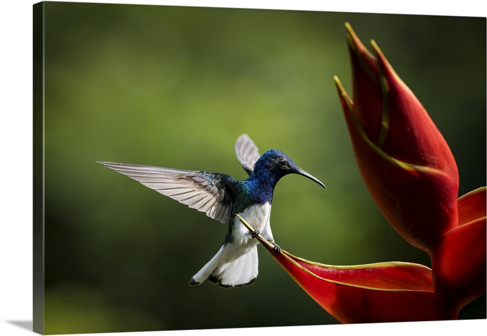 White-necked Jacobin Male Hummingbird, Lowland rainforest, Sarapiqui, Costa Rica, Central America