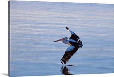White pelican, Nelson Bay, New South Wales, Australia, Pacific