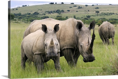 White rhino, and calf, Ithala Game Reserve, KwaZulu Natal