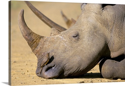 White rhino, Hluhluwe Game Reserve, KwaZulu Natal, South Africa