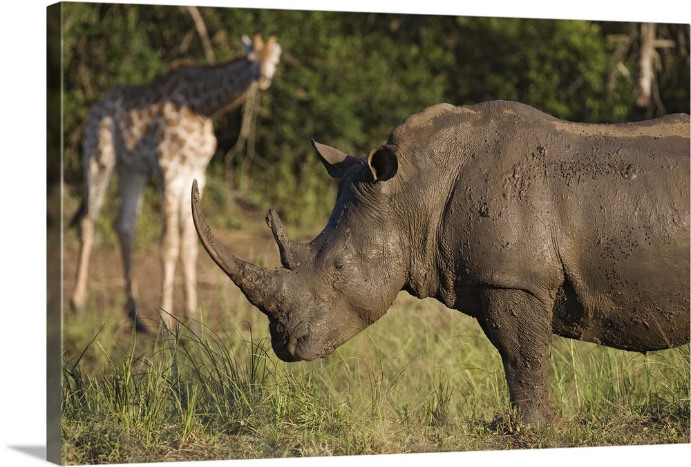 White rhino Hluhluwe Umfolozi Park, KwaZulu Natal, South Africa