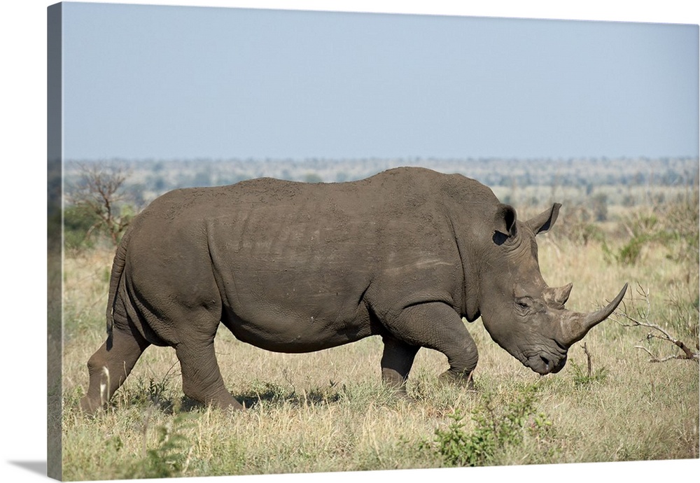 White rhinoceros Kruger National Park, South Africa