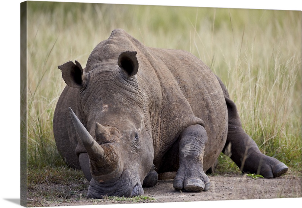 White rhinoceros (Ceratotherium simum) napping, Hluhluwe Game Reserve, South Africa, Africa.