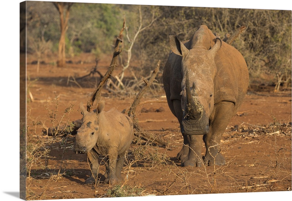 White rhino (Ceratotherium simum) cow with calf, Zimanga private game reserve, KwaZulu-Natal, South Africa, Africa