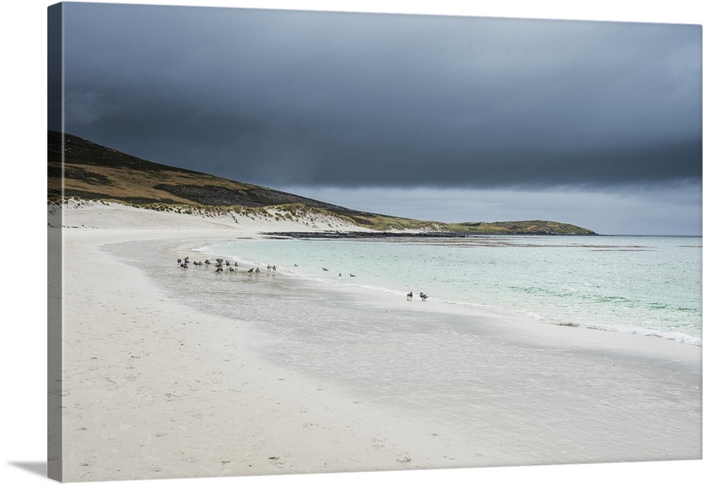 White sand beach, Carcass Island, West Falklands, Falkland Islands, South America