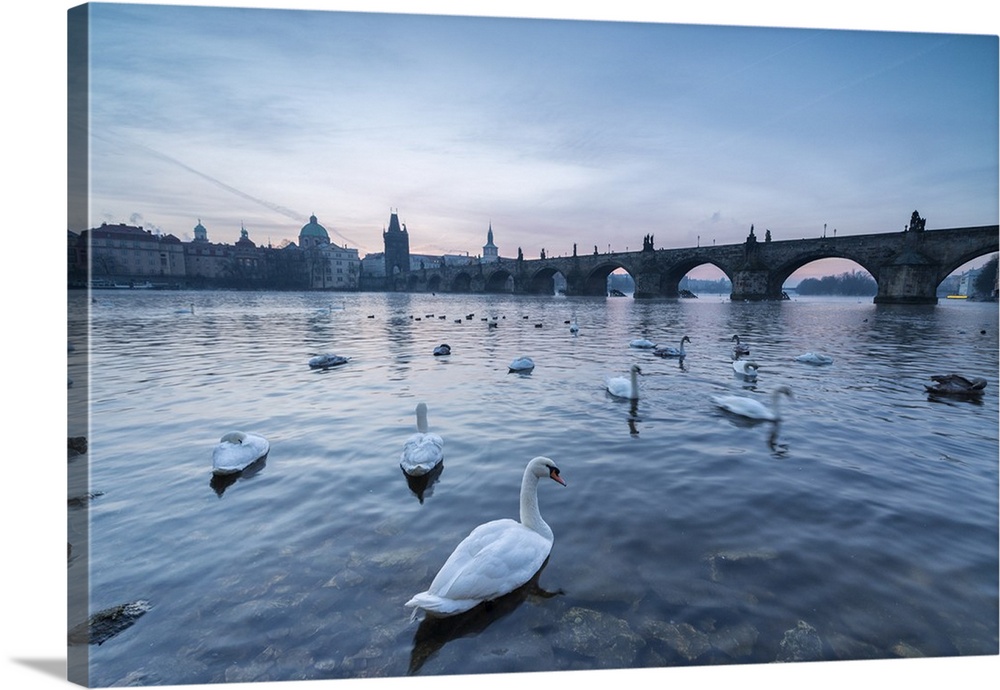 White swans on the Vltava River and the historical Charles Bridge at sunrise, Prague, Czech Republic