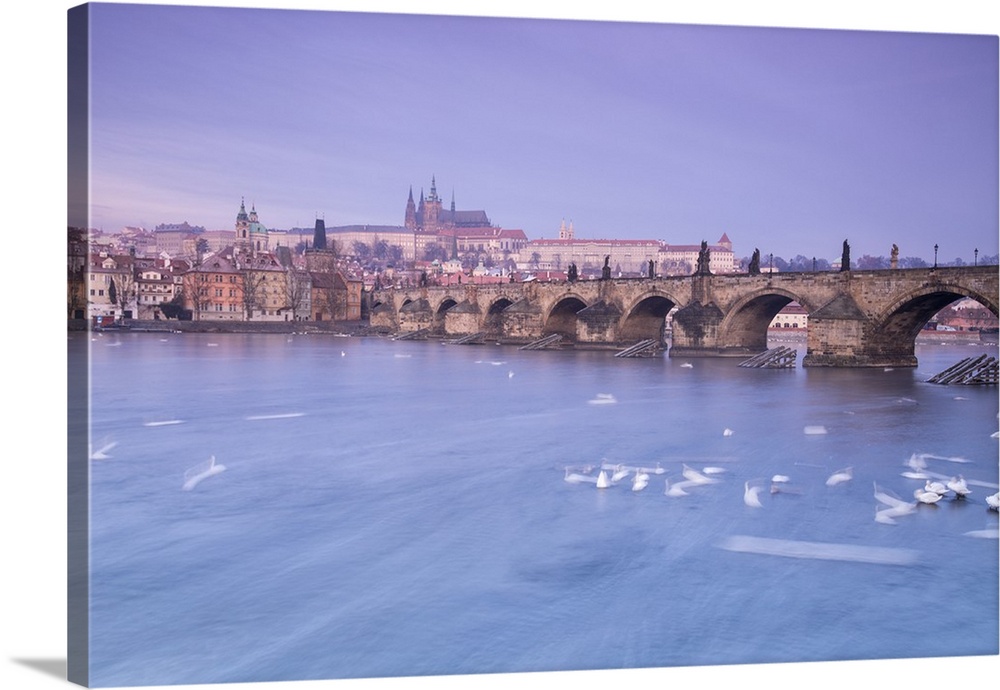 White swans on the Vltava River and the historical Charles Bridge at sunrise, Prague, Czech Republic