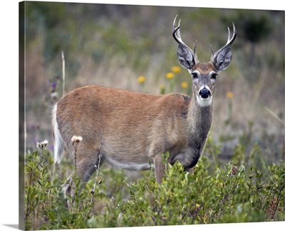 White-tailed deer buck, Custer State Park, South Dakota, USA