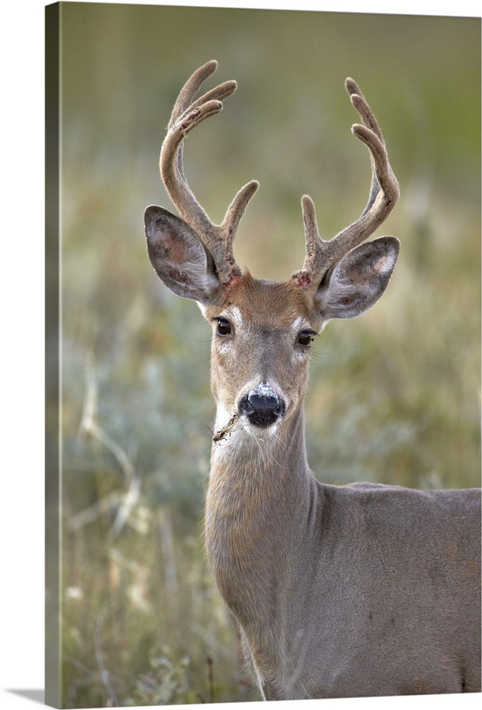 White-tailed deer buck, Custer State Park, South Dakota, USA Wall Art ...