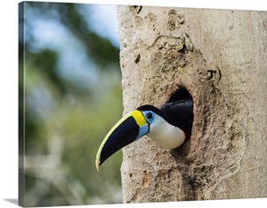 White-Throated Toucan, In Magdalena Creek, Amazon Basin, Loreto, Peru, South America image thumbnail