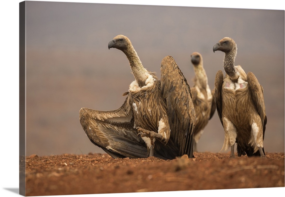 Whitebacked vultures (Gyps africanus) moving in to feed, Zimanga private game reserve, KwaZulu-Natal, South Africa, Africa