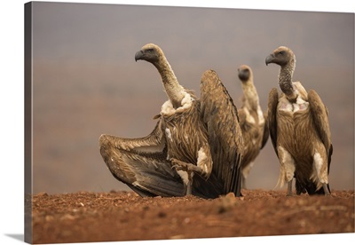 Whitebacked vultures moving in to feed, Zimanga private game reserve, South Africa