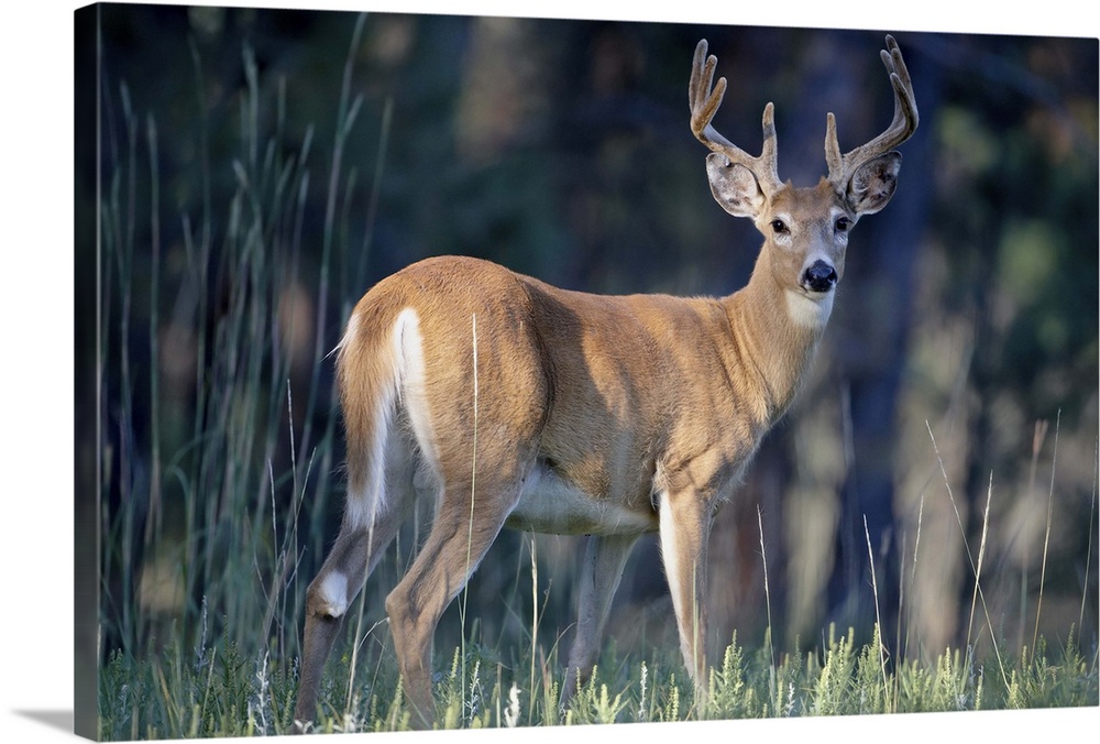 Picture of a Big Whitetail Buck in Velvet