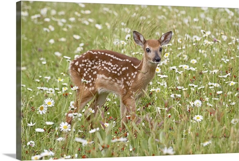 Art print POSTER CANVAS Mule Deer Fawn Hiding in White Daisies