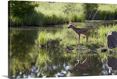 Whitetail deer fawn with reflection, in captivity, Sandstone, Minnesota
