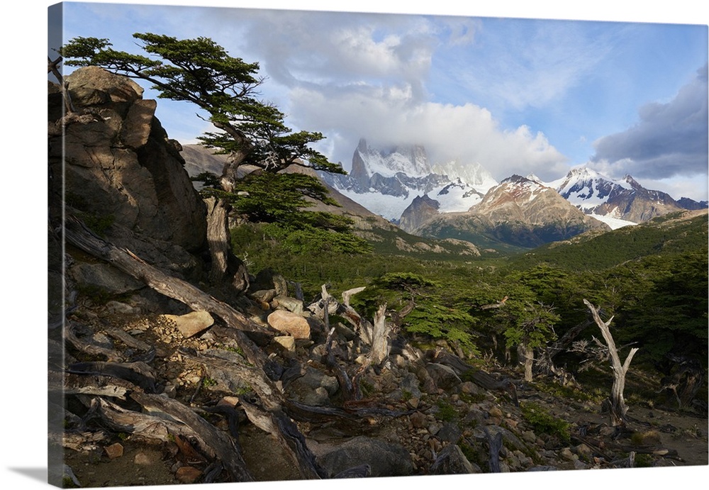 Wide angle landscape featuring Monte Fitz Roy in the background and tree in the foreground, Patagonia, Argentina, South Am...