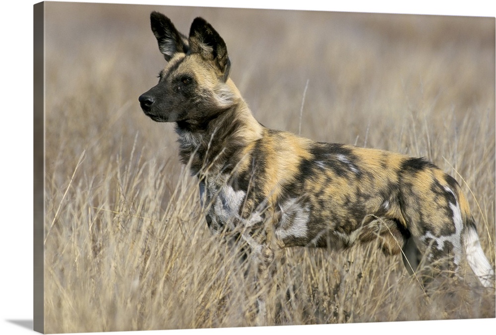 Wild dog, South Africa, Africa