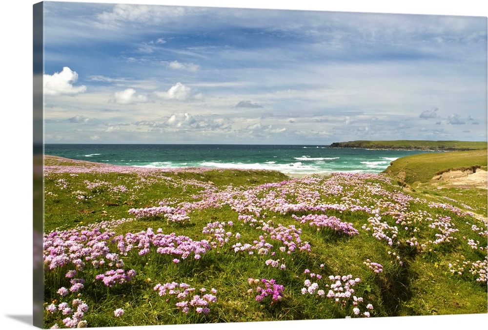 Wild flowers and coastline, Isle of Lewis, Outer Hebrides, Sotland